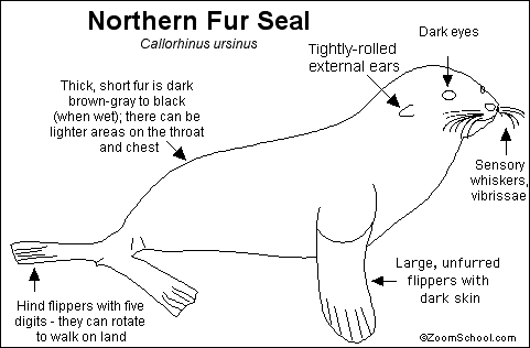 Search result: 'Northern Fur Seal Printout'