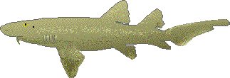 Nurse shark