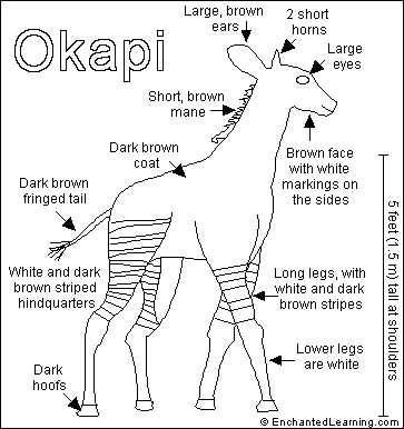 Okapi