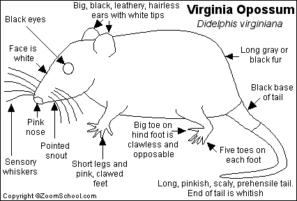 Virginia Opossum Printout Enchantedlearning Com Human ear, organ of hearing and equilibrium that detects and analyzes sound by transduction and maintains the sense of balance. virginia opossum printout