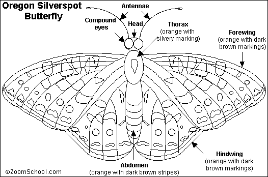 Oregon Silverspot Butterfly Printout