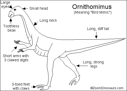 Search result: 'Ornithomimus Printout'