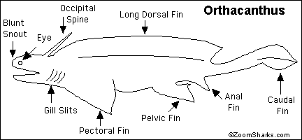 Search result: 'Orthacanthus Shark Printout'