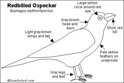 Search result: 'Redbilled Oxpecker Printout'