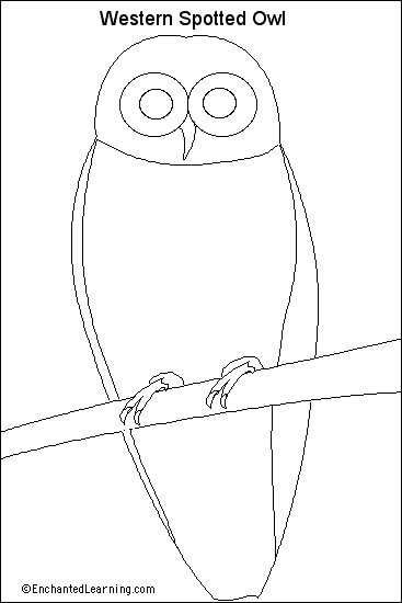 Search result: 'Western Spotted Owl Printout (unlabeled picture)'