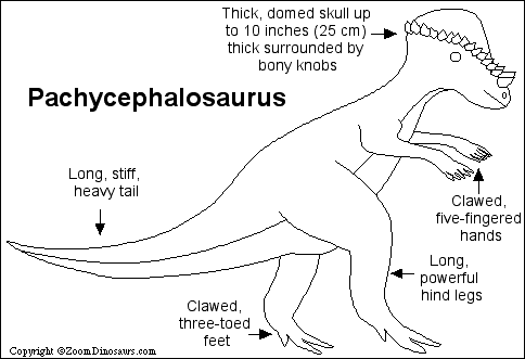 Search result: 'Pachycephalosaurus Printout'