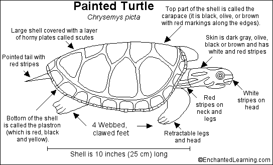 Search result: 'Painted Turtle Printout'
