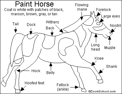 Search result: 'American Paint Horse Printout'