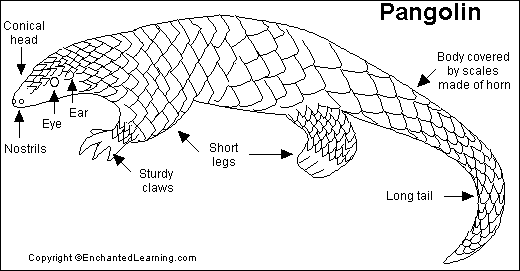 Download Pangolin Printout- EnchantedLearning.com