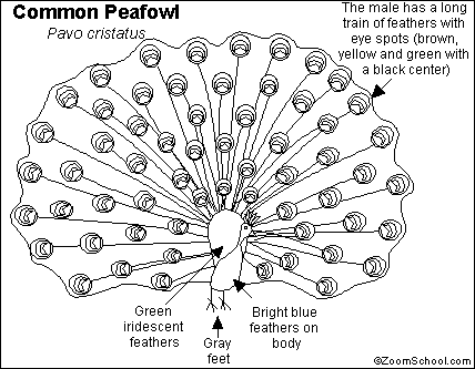 Search result: 'Peafowl (Peacock and Peahen) Printout'