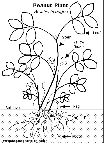 peanut plant anatomy