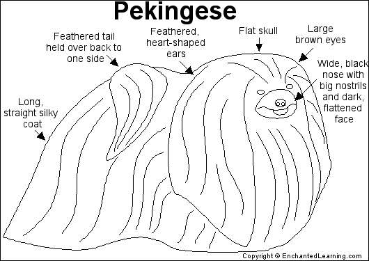 Search result: 'Pekingese Printout'