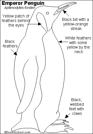 Emperor Penguin Printout- EnchantedLearning.com