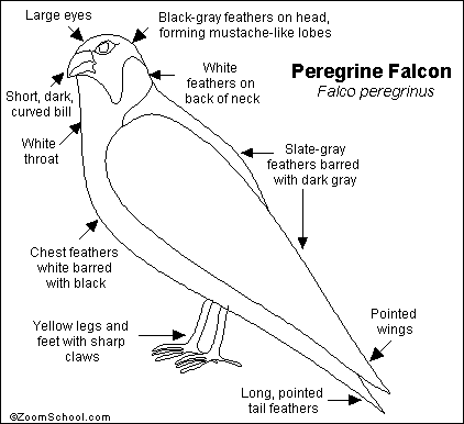 Search result: 'Peregrine Falcon Printout'