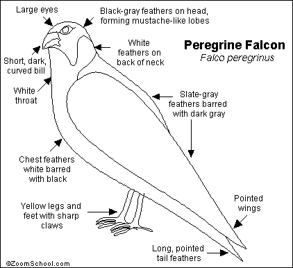 falcon wing anatomy