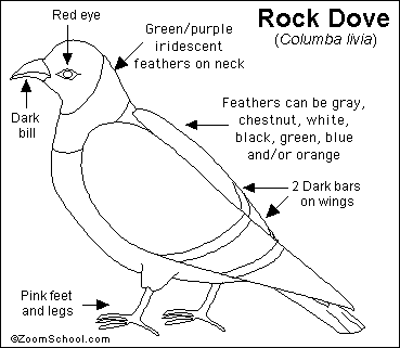 Search result: 'Rock Dove (pigeon) Printout'