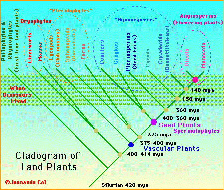 plant cladogram