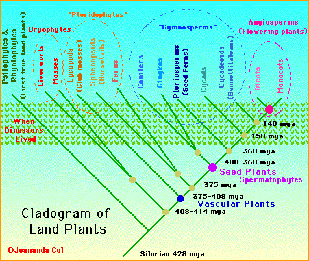 vascular plant cladogram