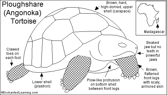 Search result: 'Ploughshare (Angonoka) Tortoise Printout'