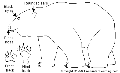 Polar Bear Diet Chart