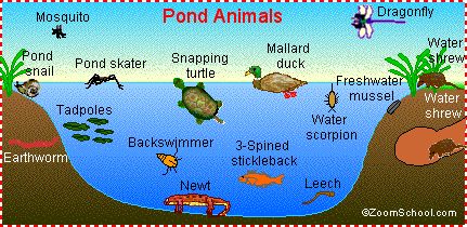 Pond Creatures Identification Chart