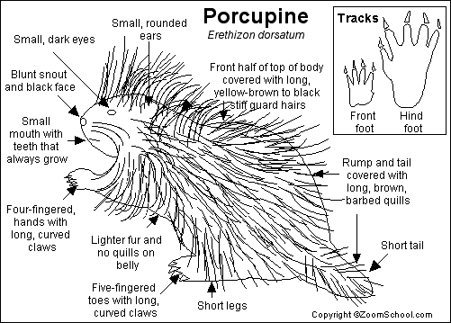 Search result: 'North American Porcupine Printout'