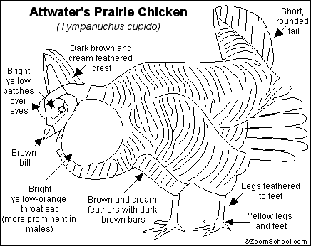 Search result: 'Attwater's Prairie Chicken Printout'