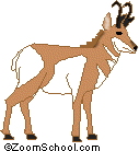 Pronghorn