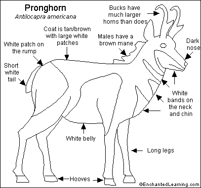 Search result: 'Pronghorn Printout'