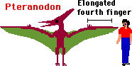 Pteranodon