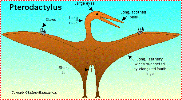 Pterodactylus