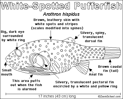 Search result: 'Pufferfish Printout'