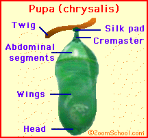 Search result: 'Butterfly Pupa'
