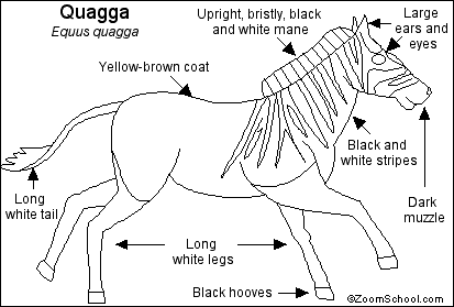 Search result: 'Quagga Printout'