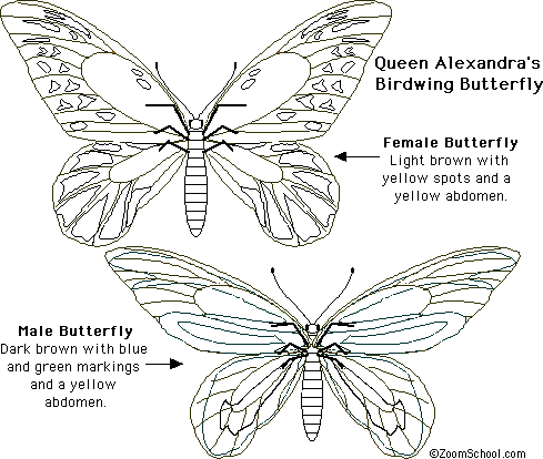 Queen Alexandra's Birdwing Butterfly Printout