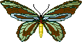 Queen Alexandra's Birdwing