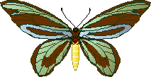 male Queen Alexandras Birdwing Butterfly