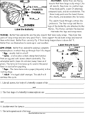 Search result: 'Butterfly Read and Answer Worksheet'