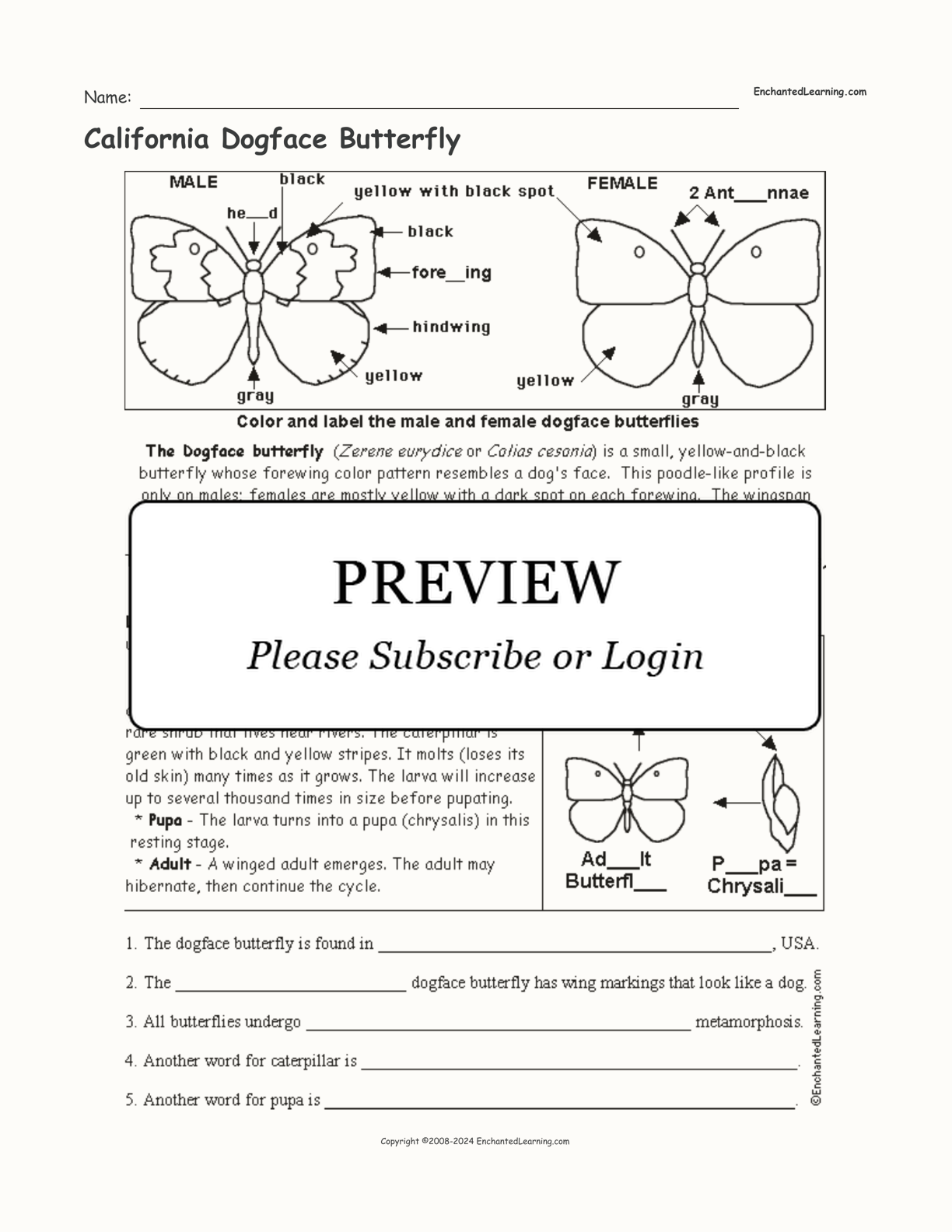California Dogface Butterfly interactive worksheet page 1