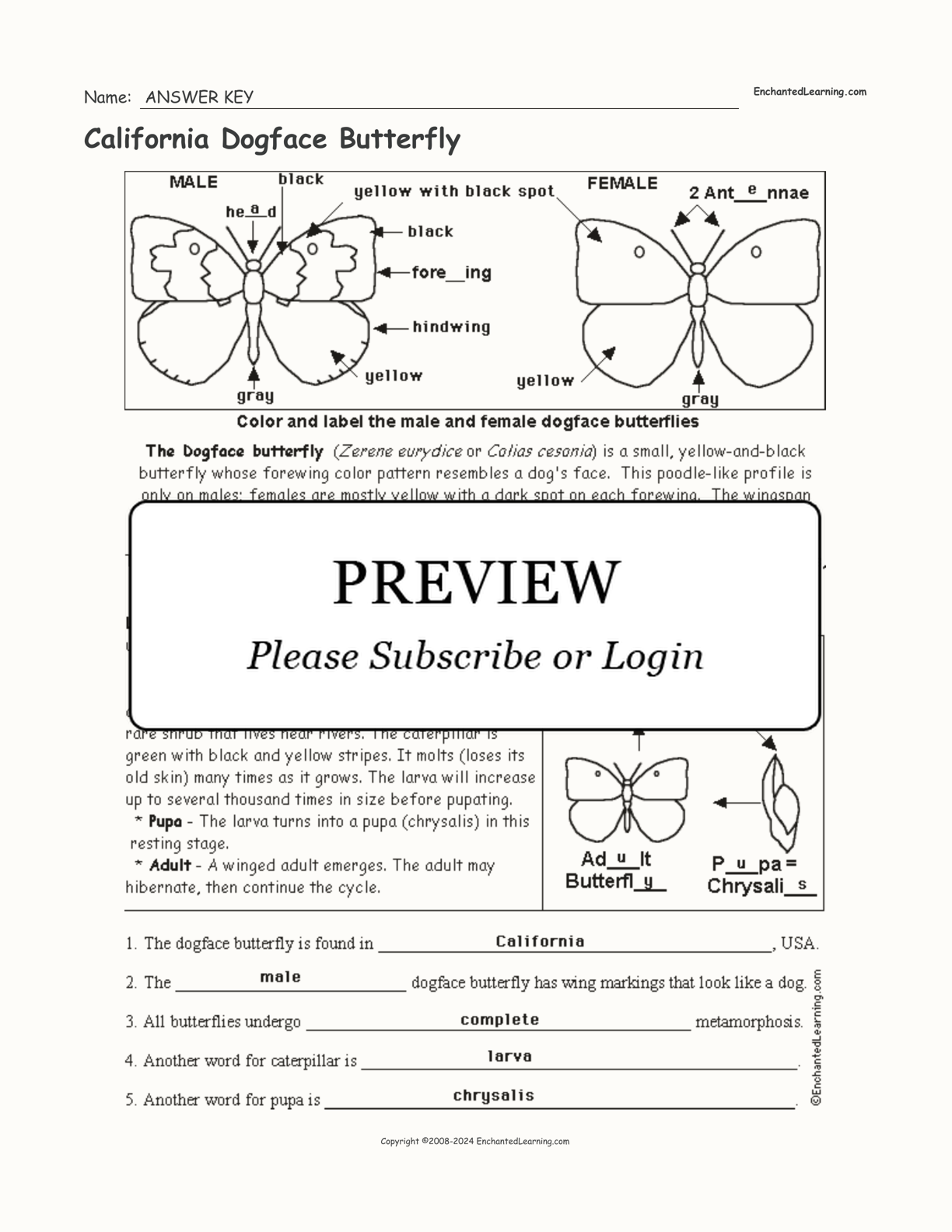 California Dogface Butterfly interactive worksheet page 2