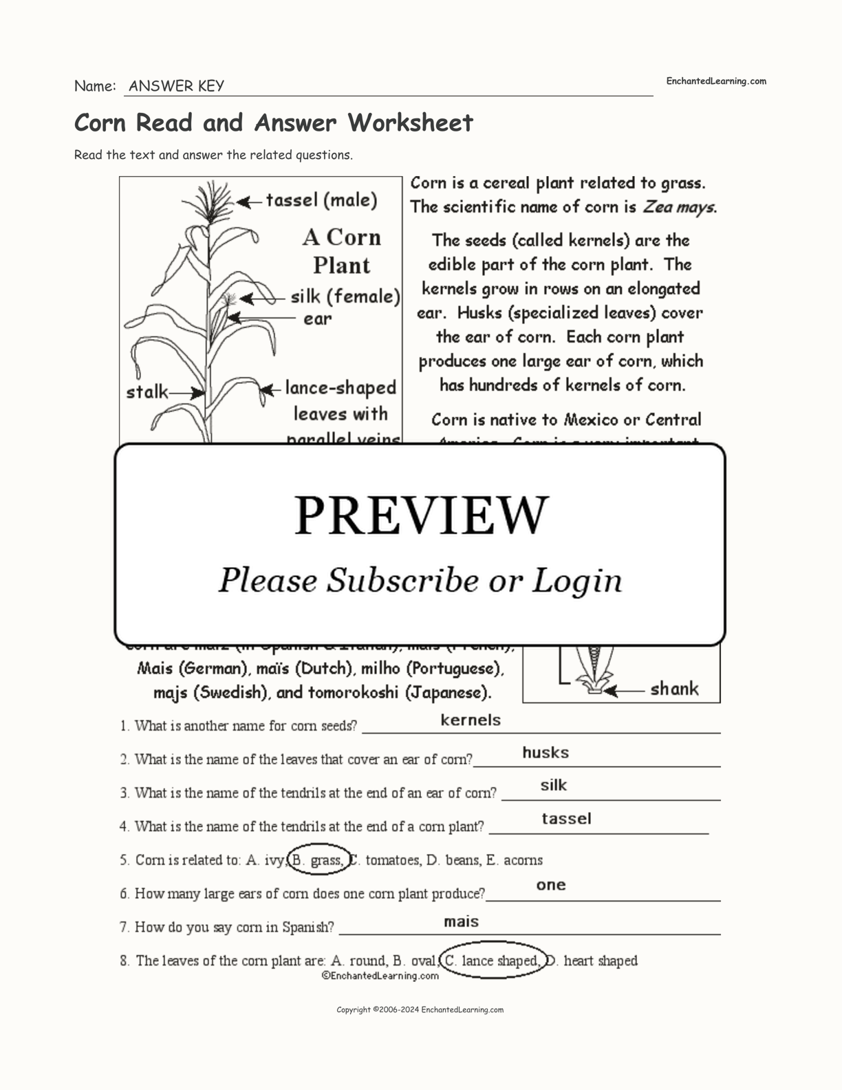 Corn Read and Answer Worksheet interactive worksheet page 2