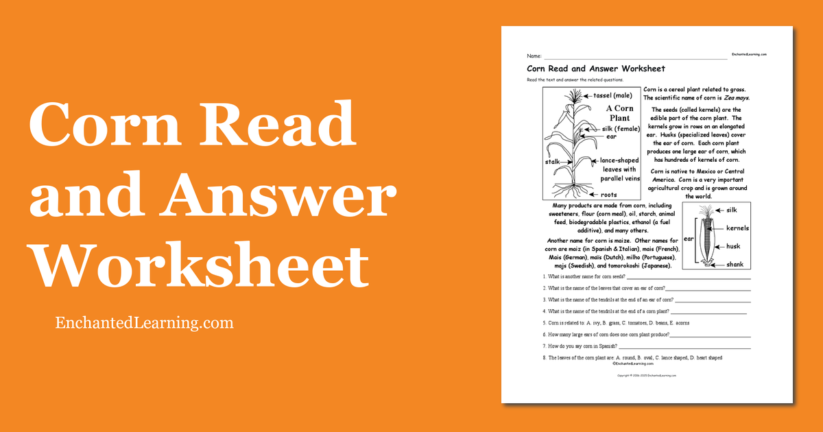 Corn Read and Answer Worksheet Enchanted Learning