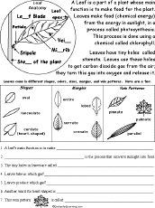 Search result: 'Leaf Read and Answer Worksheet'
