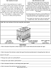 Search result: 'Leaf Structure and Function Read and Answer Worksheet'