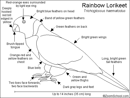 Search result: 'Rainbow Lorikeet Printout'