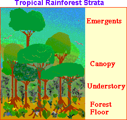 Zoom Rainforest - Enchanted Learning