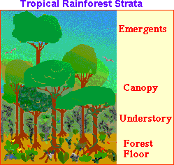 Rainforest Strata- EnchantedLearning.com