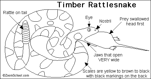 Snake Anatomy Chart