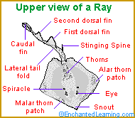 Ray Anatomy - Upper 