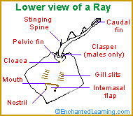 Ray Anatomy - Lower